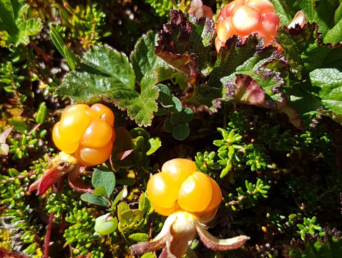 The Magic of Cloudberries